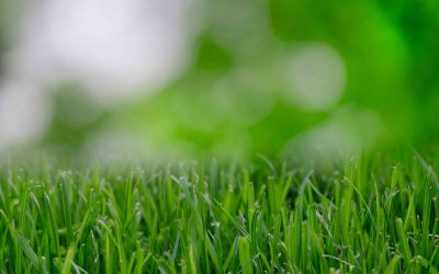 Commercial Lawn care and grounds maintenance