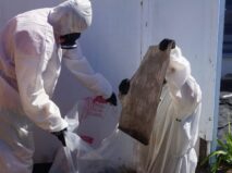 Licensed asbestos removalists remove asbestos
